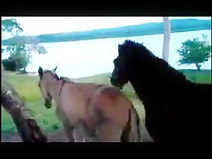 Arrombando o Cuzinho do Burro Gay