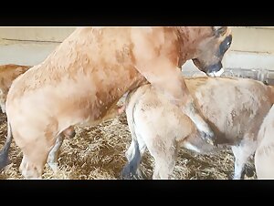 toro de apareamiento