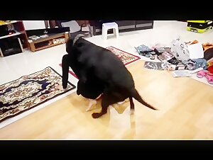 出国内精品人兽交资源，QQ2486850532,2118825262 - ZooSkool Videos - Bestiality sex