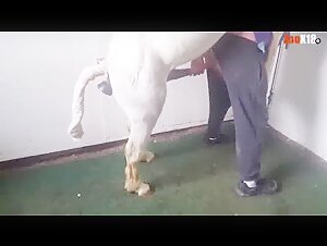 caballo con cosolador folla gay