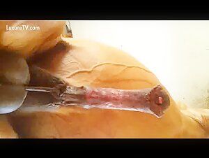 Belle bite de cheval