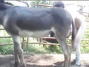Gran caballo negro se folla su apretado agujero anal