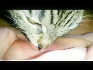 Cat Tounge - ZooSkool Videos - Bestiality sex