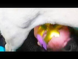 Dog blowjob amateur