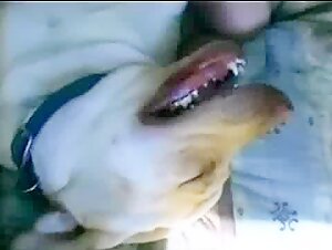 woman talks dirty to dog during sex - ZooSkool Videos - Bestiality sex