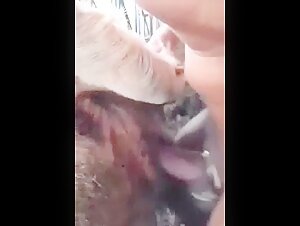 Cow and two boys