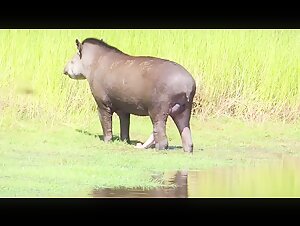 Tapir - ZooSkool Videos - Bestiality sex