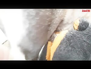Perro a caballo 01