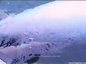 masturbating a female dolphin - ZooSkool Videos - Bestiality sex