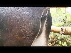 Alison donkey ass licking