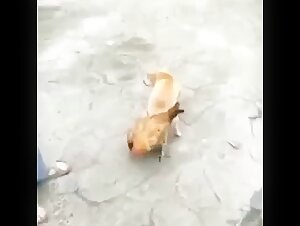 Пикол