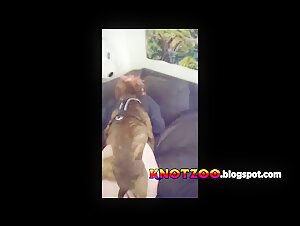 Husband doing double penetration in wife with dog cock in pussy