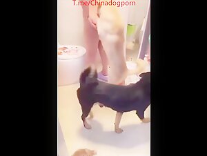 dog party 2
