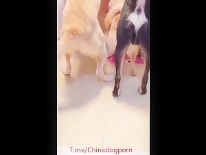 dog party