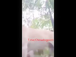 BBW dog