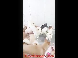 dog take turns