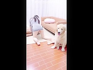 dog show