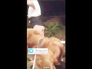 2training dog