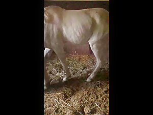 Horse cock