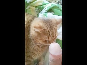 Cat dick