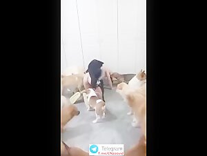 Chinese hot whore dog gangbang for money