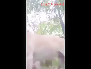 Asian bbw dog whore