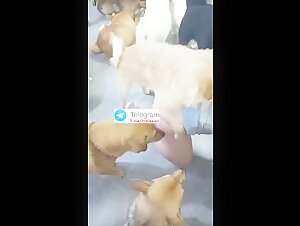Foursome asian dog group sex 2