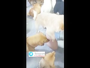 Chinese dogs gangbang my wife 2