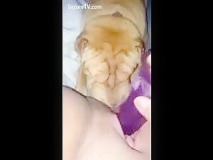 Lick hot