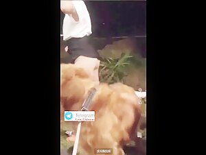 asian student dog fuck at school