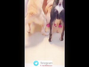 Asian washroom dog party