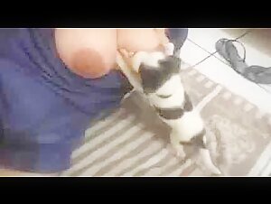 Breastfeeding puppies 2