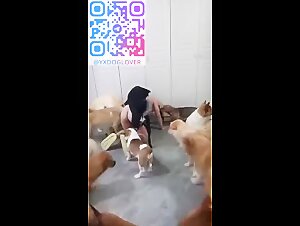 DOg take turns one by one