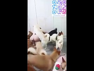 Chinese happy family 1