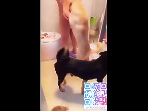 DOg gangbang room 1
