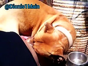 Sucking dog ND collecting semen