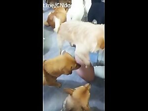 Chinese dog meeting