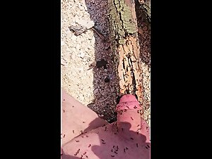 Ant Play