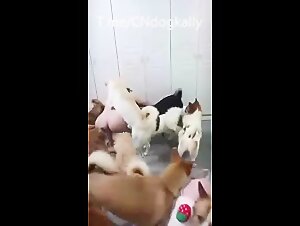 Chinese big dog group sex party