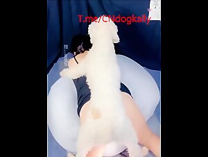 dog bestiality nice pussy 2
