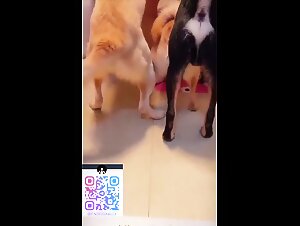 Bathroom DoG gangbang