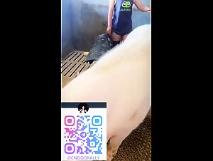 Special room only for pig fuck asian woman